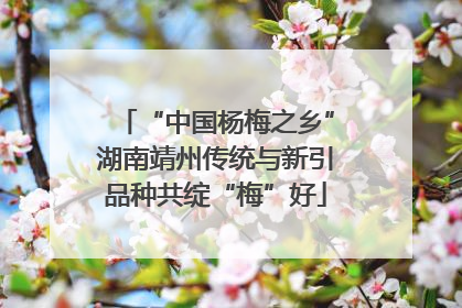 “中国杨梅之乡”湖南靖州传统与新引品种共绽“梅”好