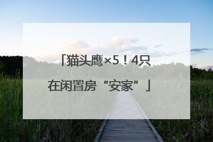 猫头鹰×5！4只在闲置房“安家”