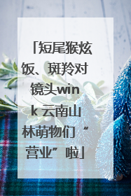短尾猴炫饭、斑羚对镜头wink 云南山林萌物们“营业”啦