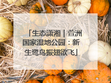 生态潇湘｜萱洲国家湿地公园：新生鹭鸟振翅欲飞
