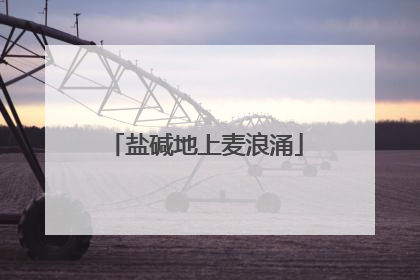 盐碱地上麦浪涌