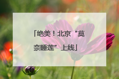 绝美！北京“莫奈睡莲”上线