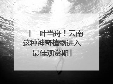 一叶当舟！云南这种神奇植物进入最佳观赏期