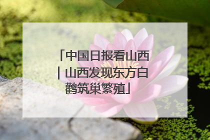 中国日报看山西｜山西发现东方白鹳筑巢繁殖