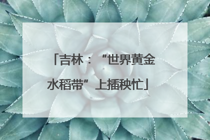 吉林：“世界黄金水稻带”上插秧忙