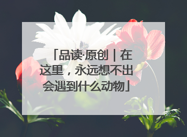 品读·原创｜在这里，永远想不出会遇到什么动物