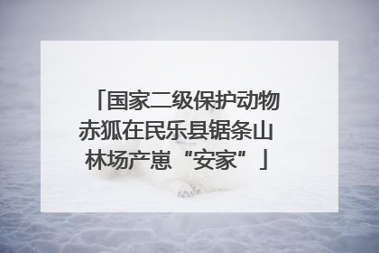 国家二级保护动物赤狐在民乐县锯条山林场产崽“安家”