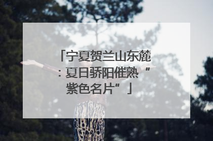 宁夏贺兰山东麓：夏日骄阳催熟“紫色名片”