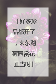 好多珍品都开了，来东湖荷园赏花正当时
