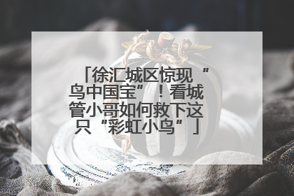 徐汇城区惊现“鸟中国宝”！看城管小哥如何救下这只“彩虹小鸟”