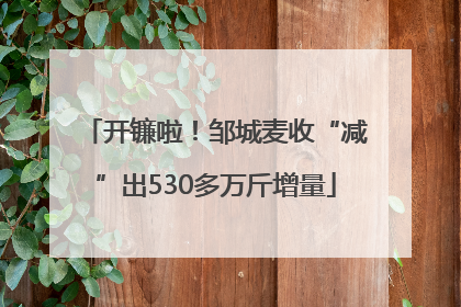 开镰啦！邹城麦收“减”出530多万斤增量