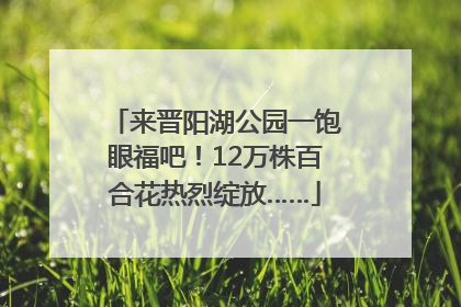 来晋阳湖公园一饱眼福吧！12万株百合花热烈绽放……