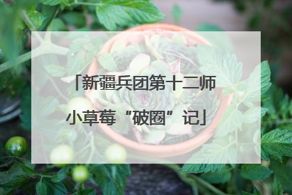新疆兵团第十二师小草莓“破圈”记
