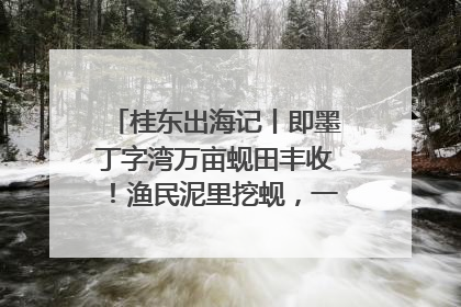 桂东出海记丨即墨丁字湾万亩蚬田丰收！渔民泥里挖蚬，一天上岸过千斤