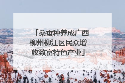 桑蚕种养成广西柳州柳江区民众增收致富特色产业
