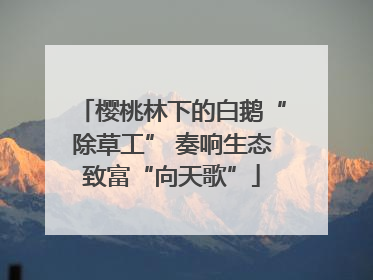 樱桃林下的白鹅“除草工” 奏响生态致富“向天歌”
