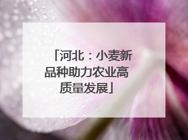 河北：小麦新品种助力农业高质量发展