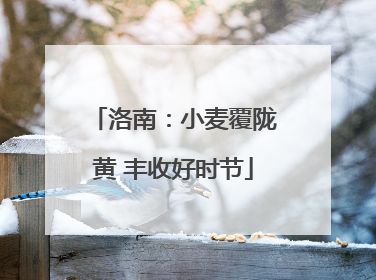 洛南：小麦覆陇黄 丰收好时节