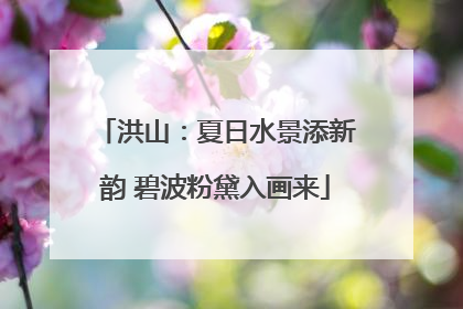 洪山：夏日水景添新韵 碧波粉黛入画来