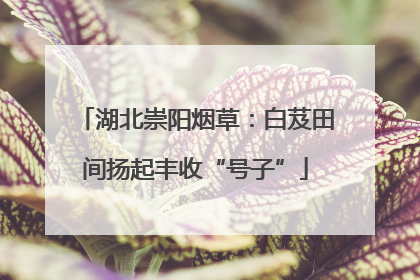 湖北崇阳烟草：白芨田间扬起丰收“号子”