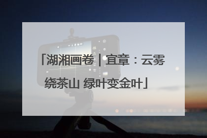湖湘画卷｜宜章：云雾绕茶山 绿叶变金叶