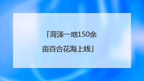 菏泽一地150余亩百合花海上线