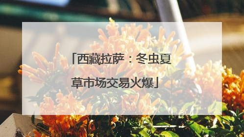 西藏拉萨：冬虫夏草市场交易火爆
