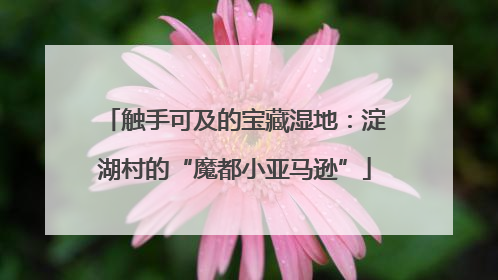 触手可及的宝藏湿地：淀湖村的“魔都小亚马逊”
