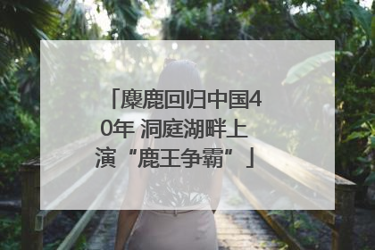 麋鹿回归中国40年 洞庭湖畔上演“鹿王争霸”