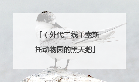 （外代二线）索斯托动物园的黑天鹅